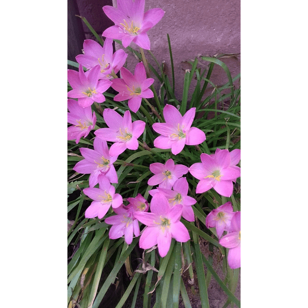 ZEPHIRANTHES ROSA (Bulbos)