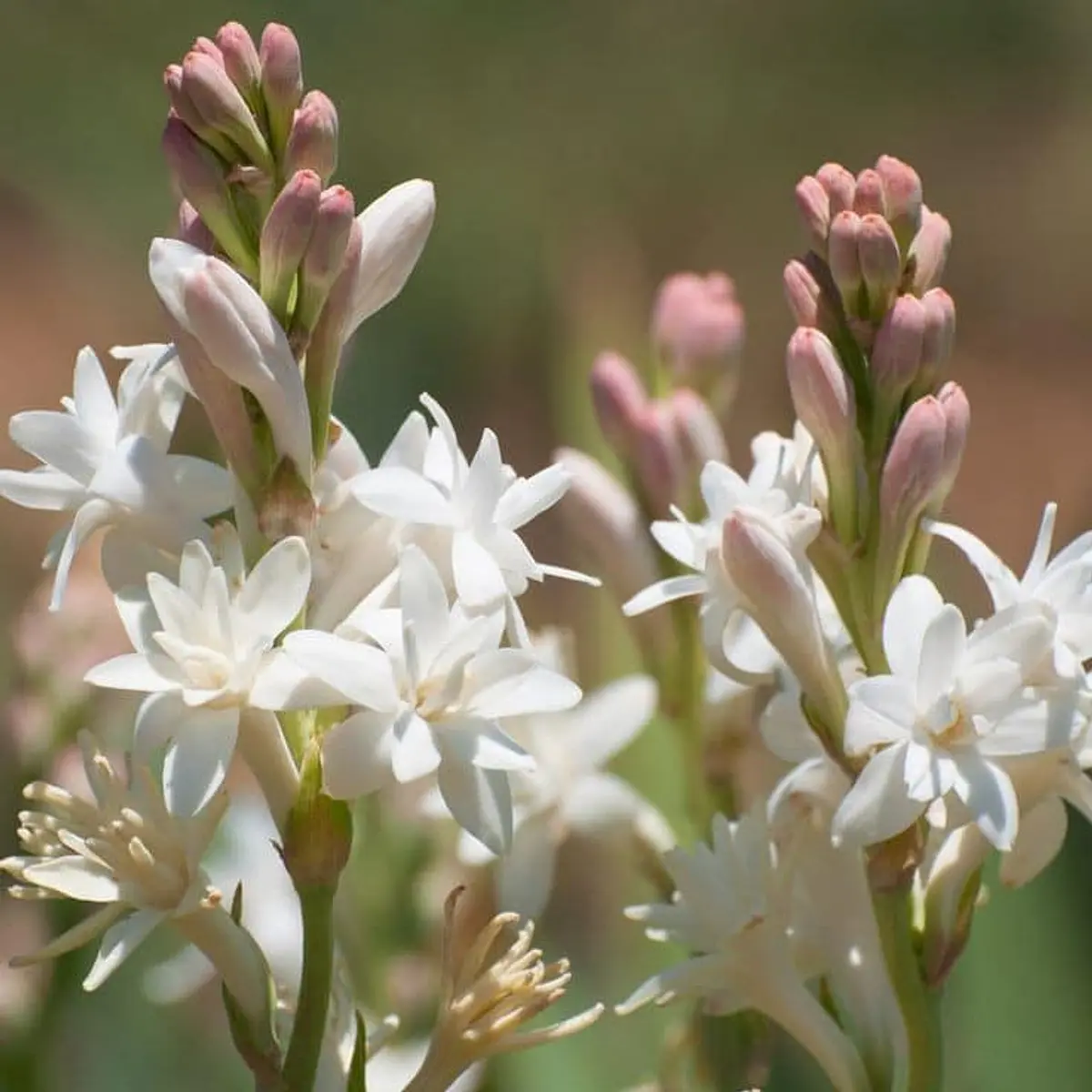 POLIANTHES (Bulbos)