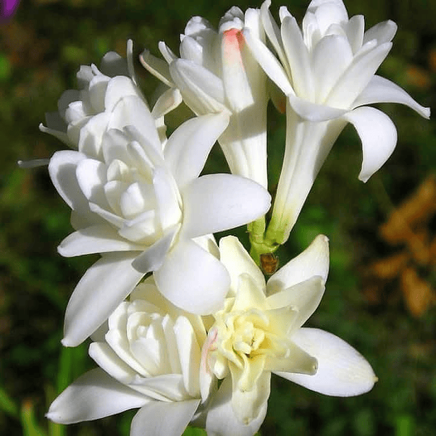 POLIANTHES (Bulbos)