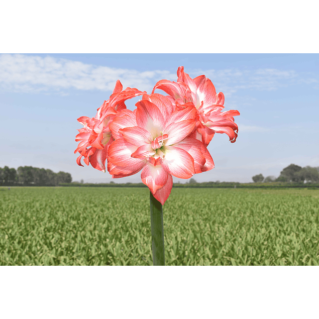 Pack Nuevos Amaryllis 2024