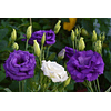 Mix Plantines Lisianthus