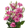 Mix Plantines Lisianthus