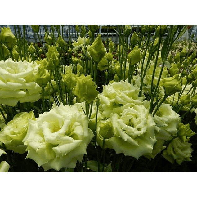 Mix Plantines Lisianthus