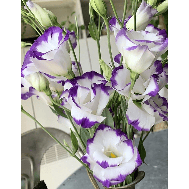 Mix Plantines Lisianthus