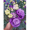 Mix Plantines Lisianthus