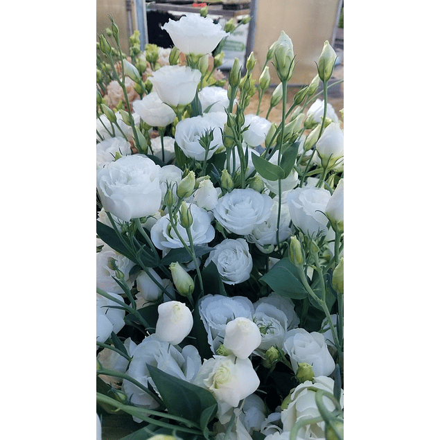 Mix Plantines Lisianthus