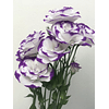 Mix Plantines Lisianthus