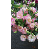 Mix Plantines Lisianthus