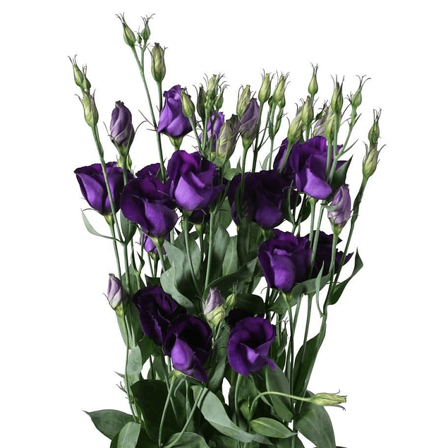 Mix Plantines Lisianthus