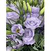 Mix Plantines Lisianthus