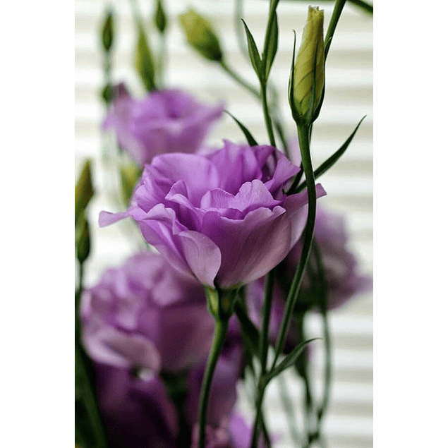 Mix Plantines Lisianthus