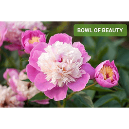 Peonía Bowl of Beauty (Rizoma)