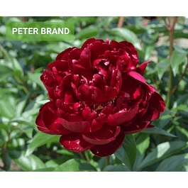 Peonía Peter Brand (Rizoma)