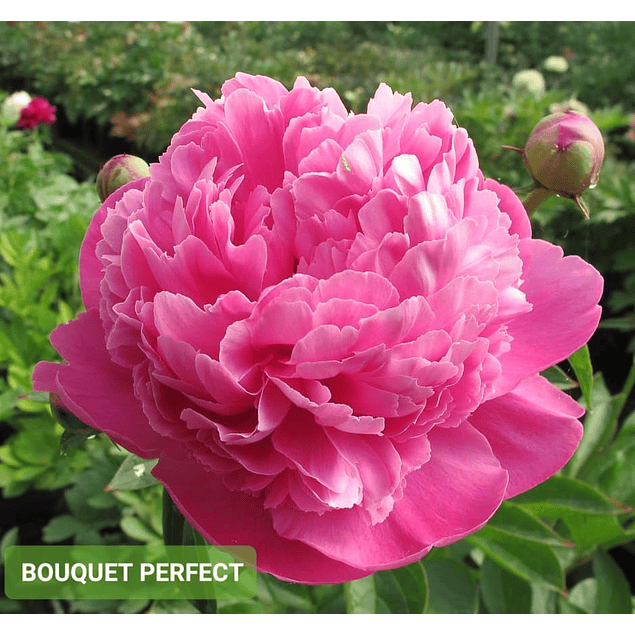 Peonía Bouquet Perfect (Rizoma)