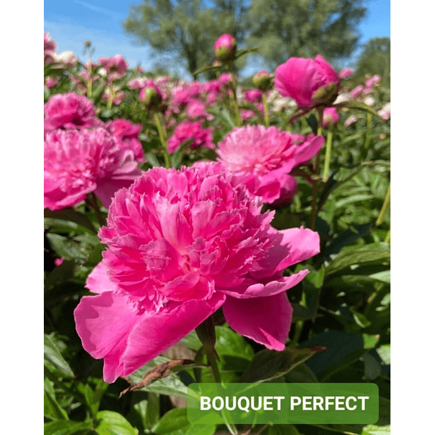 Peonía Bouquet Perfect (Rizoma)