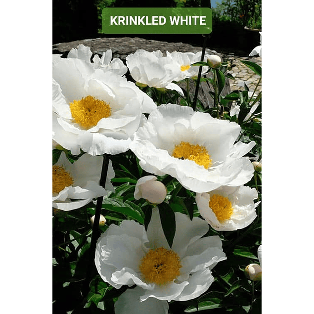 Peonía Krinkled White (Rizoma)
