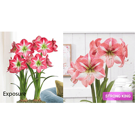 Nuevos Bulbos Amaryllis