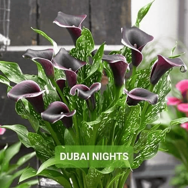 Cala Dubai Night Tubero Extra Grande