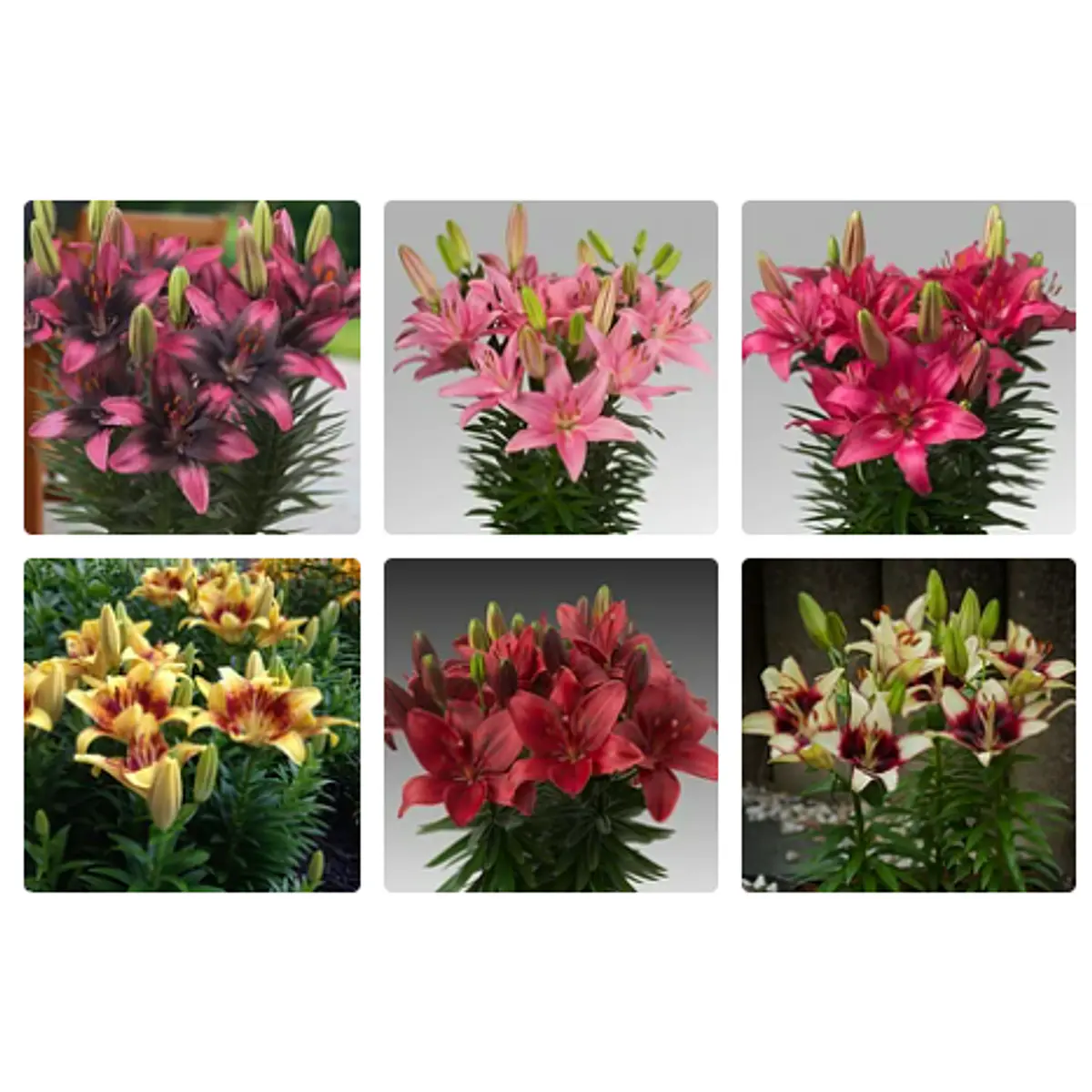Pack Lilium Pot Enero