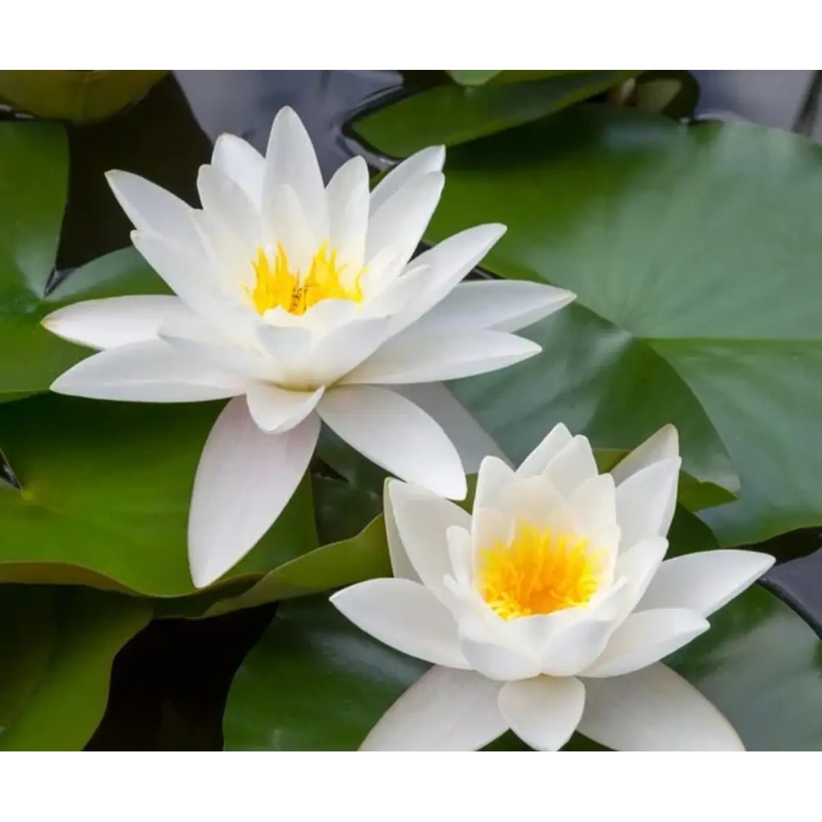NYMPHAEA (NENÚFAR) BLANCA