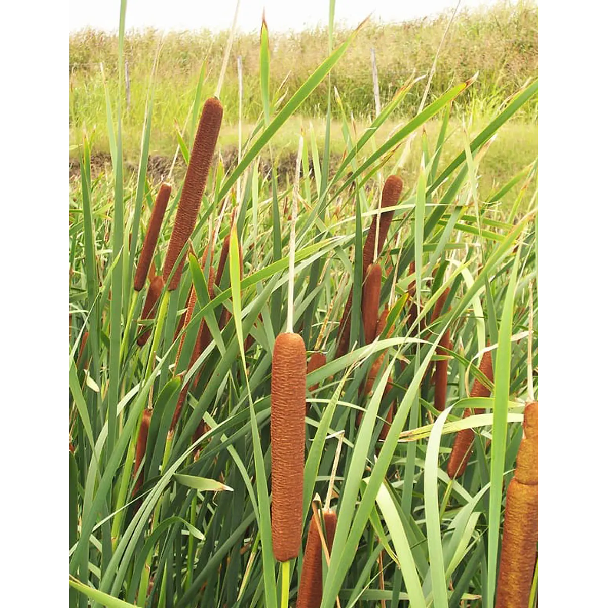 Totora (planta)