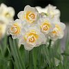 Pack Narcisos 2024 (Bulbos)