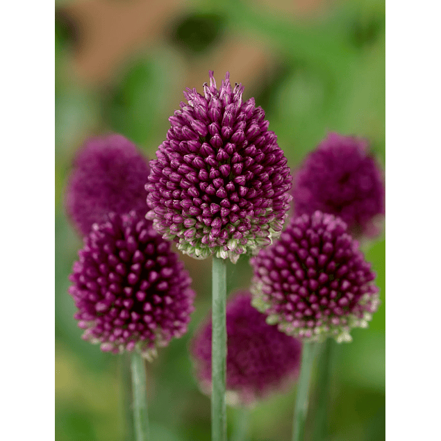 Allium SPHAEROCEPHALON (Bulbos)