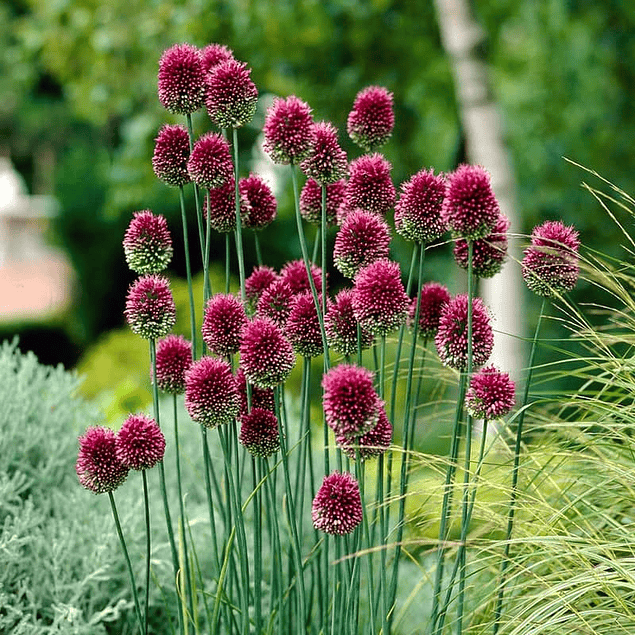 Allium SPHAEROCEPHALON (Bulbos)