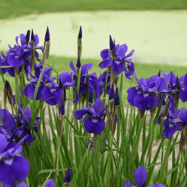 Pack Iris Sibirica (rizomas)