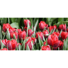 Preventa Tulipanes 2024 (Bulbos)