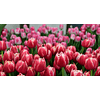 Preventa Tulipanes 2024 (Bulbos)