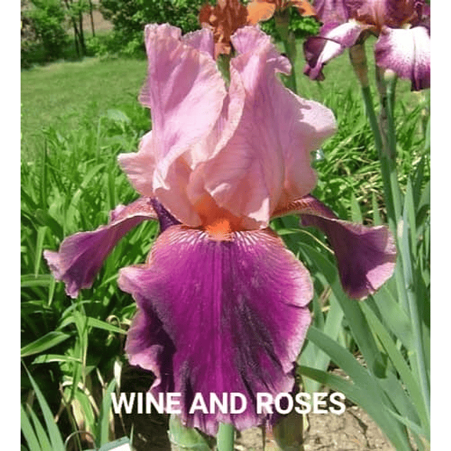 Lirio Germanico Wine and Roses (Rizoma)