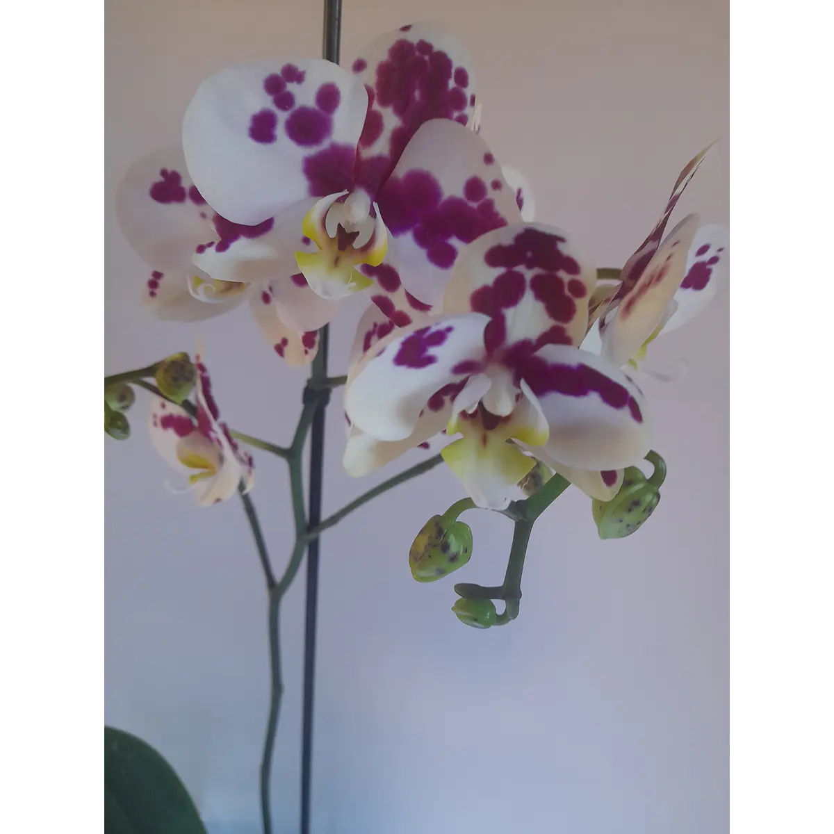 ORQUÍDEA PHALAENOPSIS N° 3