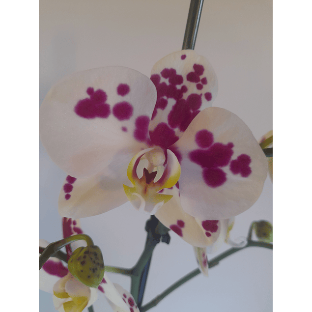 ORQUÍDEA PHALAENOPSIS N° 3