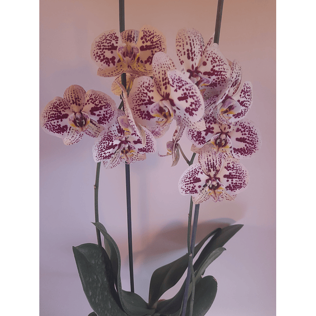 ORQUÍDEA PHALAENOPSIS N° 4