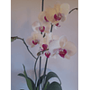 ORQUÍDEA PHALAENOPSIS N° 5