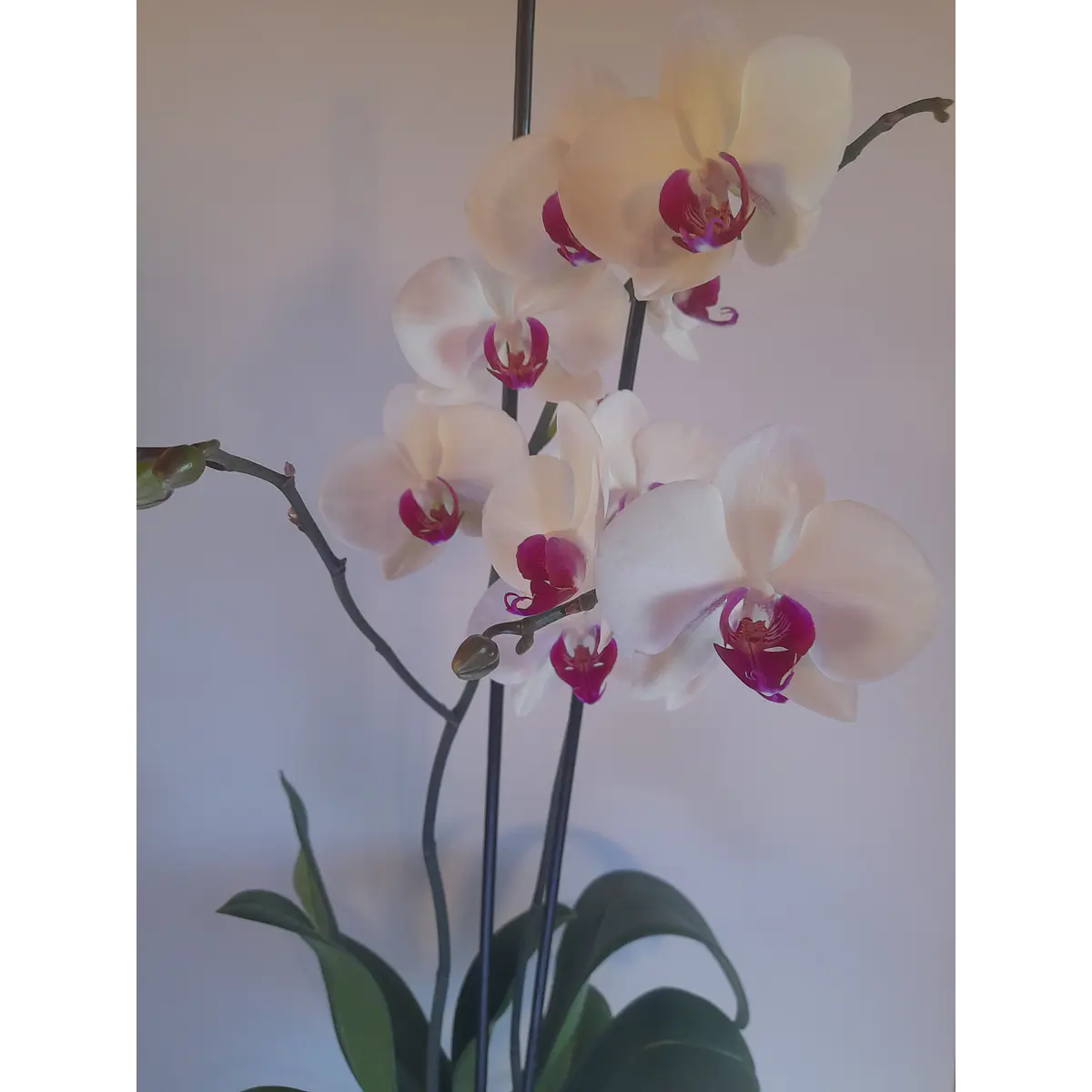 ORQUÍDEA PHALAENOPSIS N° 5