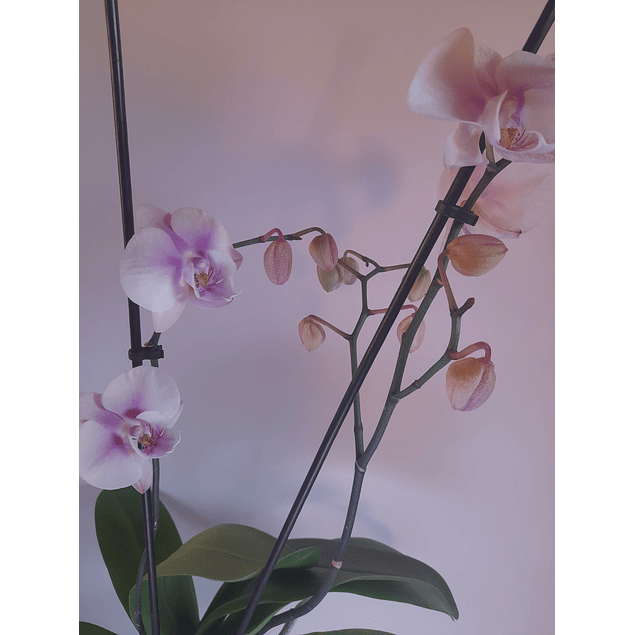 ORQUÍDEA PHALAENOPSIS N° 6