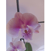 ORQUÍDEA PHALAENOPSIS N° 6