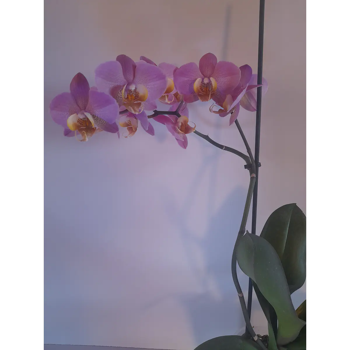 ORQUÍDEA PHALAENOPSIS N° 7
