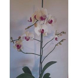 ORQUÍDEA PHALAENOPSIS N° 8