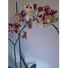 ORQUÍDEA PHALAENOPSIS N° 9