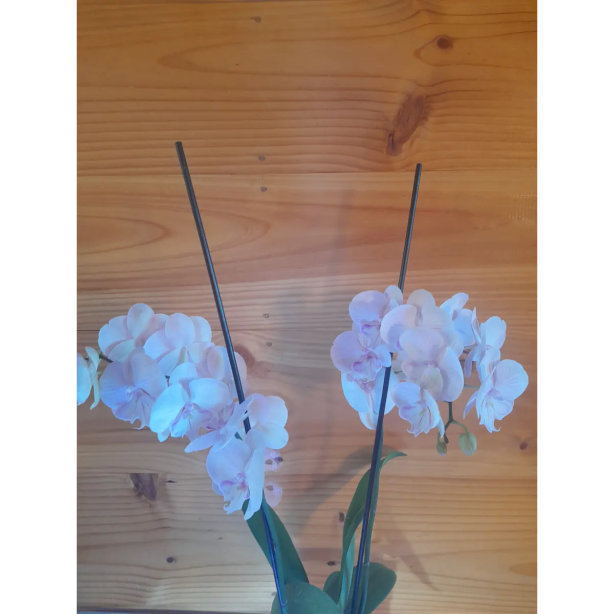 Orquídea Phalaenopsis