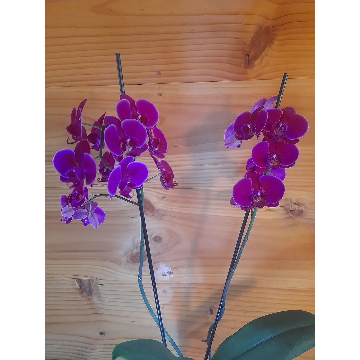 ORQUÍDEA PHALAENOPSIS N° 13