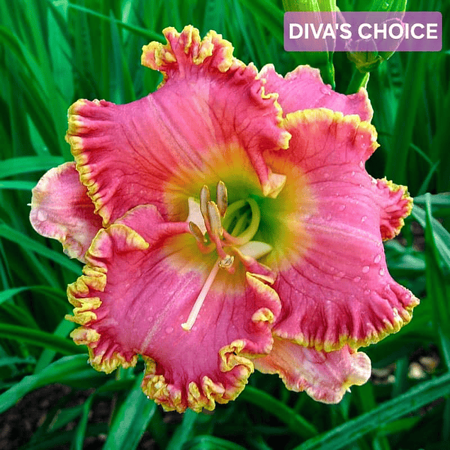 Hemerocallis Diva's Choice (Rizoma)