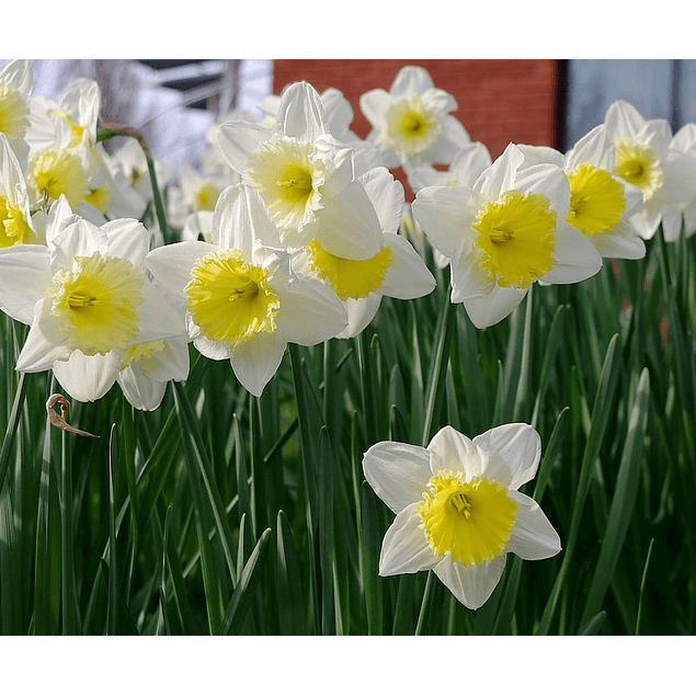 OFERTA Pack Narcisos (Bulbos)