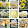 OFERTA Pack Narcisos (Bulbos)