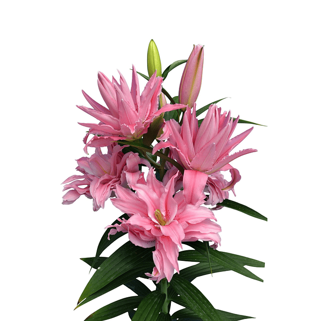 OFERTA PACK LILIUM DOBLE (BULBOS)