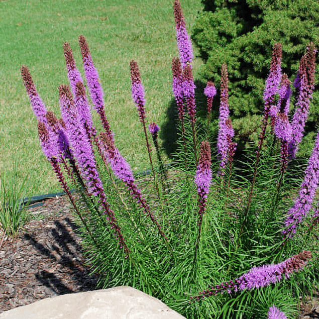 OFERTA LIATRIS (BULBOS)