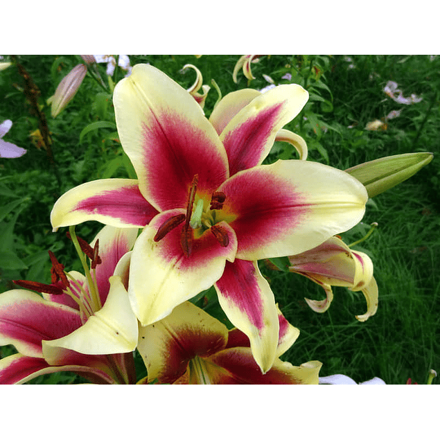 Liliums Orientales Julio (Bulbos)